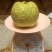 番石榴苗50~80cm