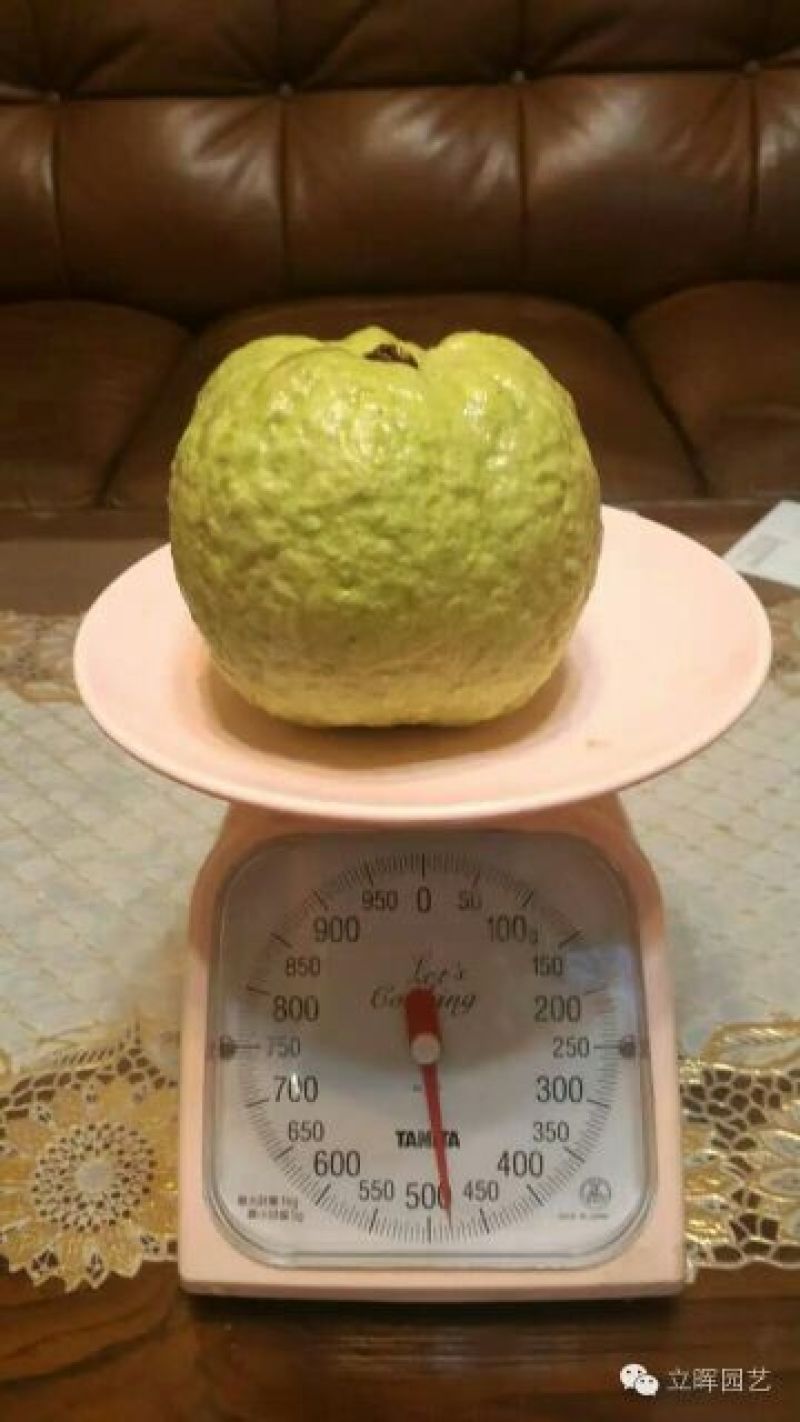番石榴苗50~80cm