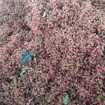 大红袍花椒特级鲜