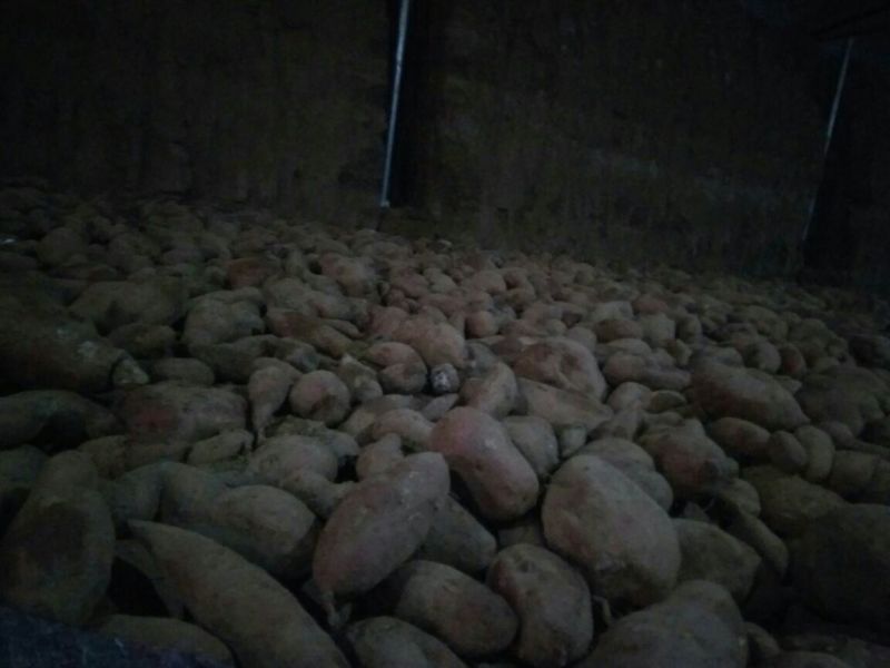 苏薯8号红薯红心3两以上