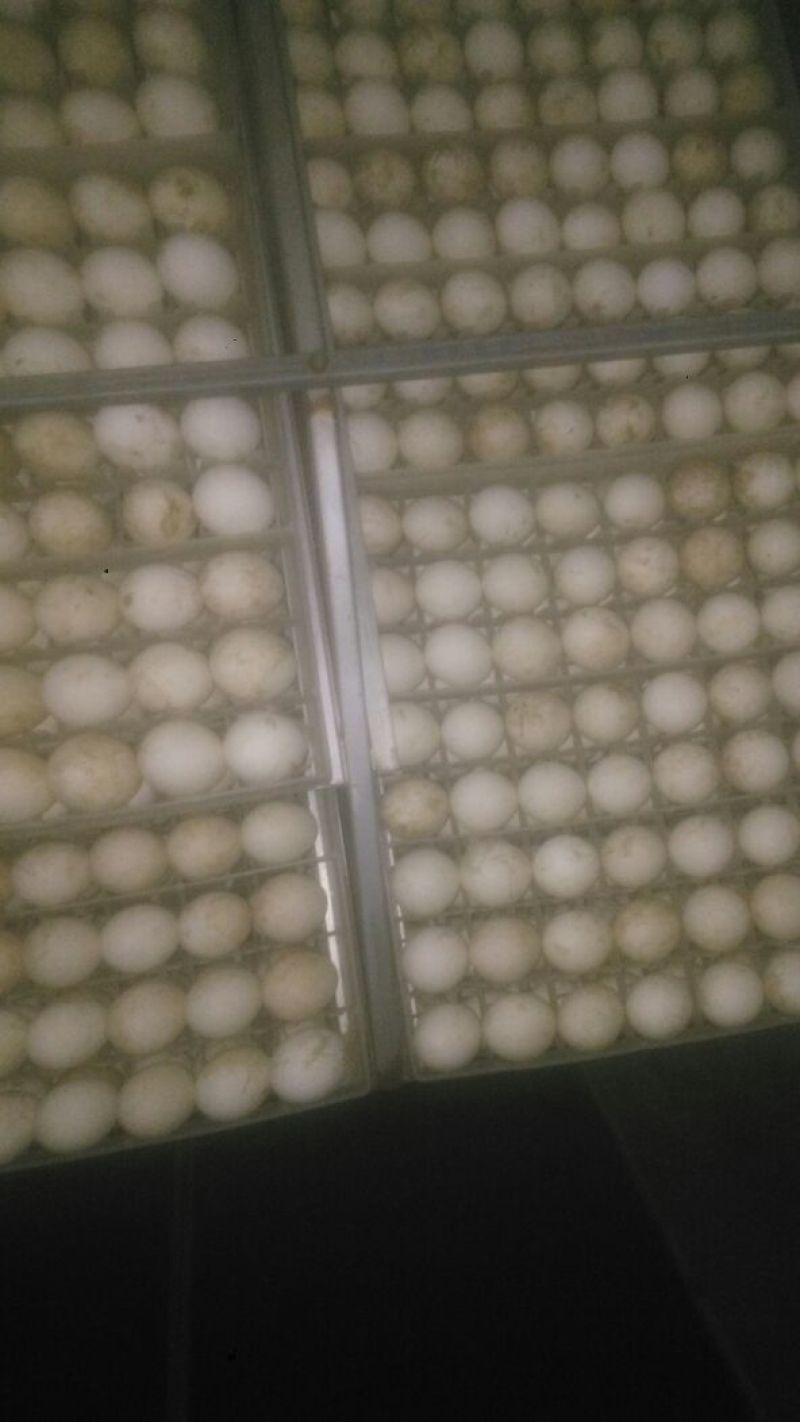 三花鹅苗250g以上