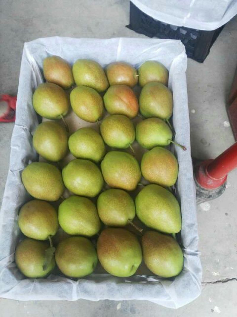红香酥梨光果400~450g红香酥梨大量入库