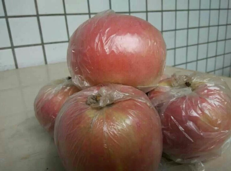 红富士苹果