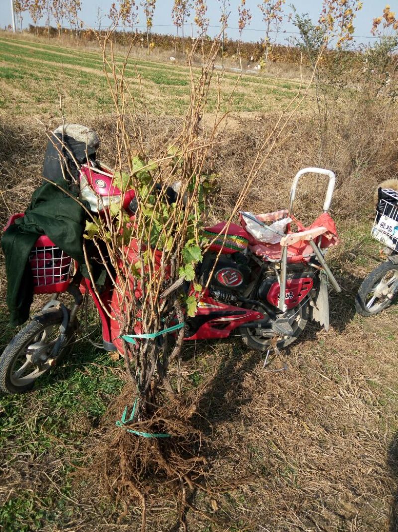 巨峰葡萄苗3年80~110cm
