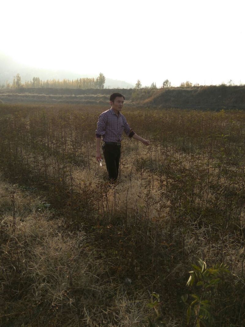 花椒苗大红袍花椒苗山东哪里有花椒苗花椒苗基地花椒苗批发