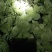 蔬菜