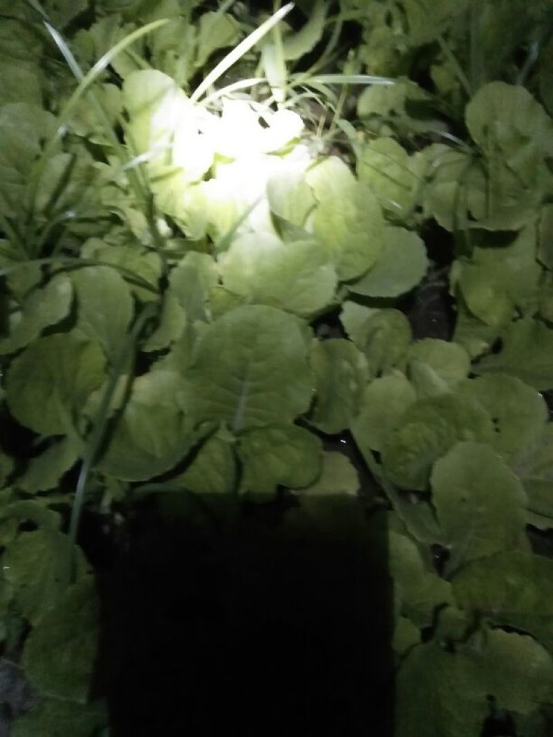 蔬菜