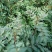 花椒苗种植基地大量出售花椒苗大红袍狮子头