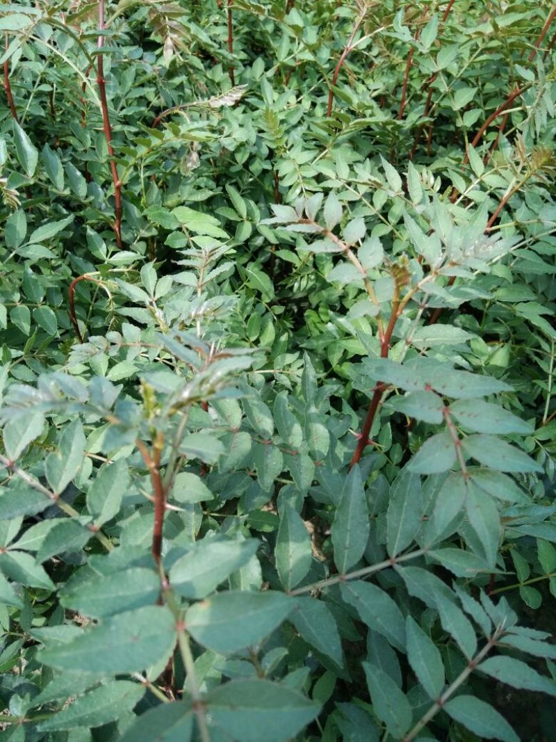 花椒苗种植基地大量出售花椒苗大红袍狮子头
