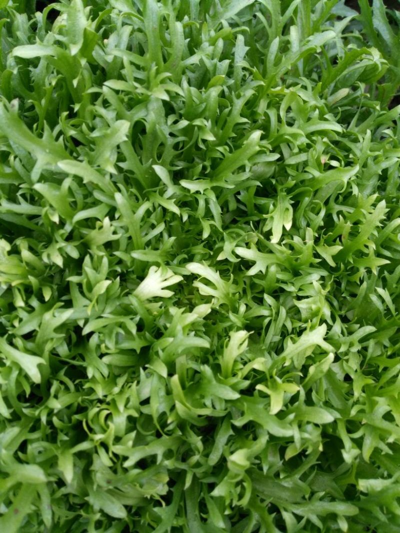 苦菊15~20cm