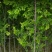 白榆树苗100~150cm