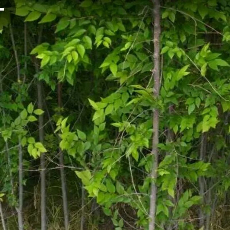 白榆树苗100~150cm