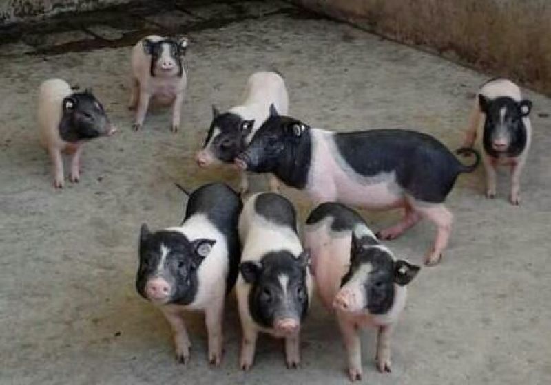 肉马