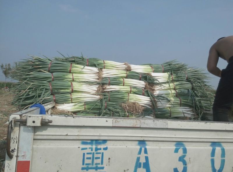优质长白大葱净葱3cm左右25~30cm