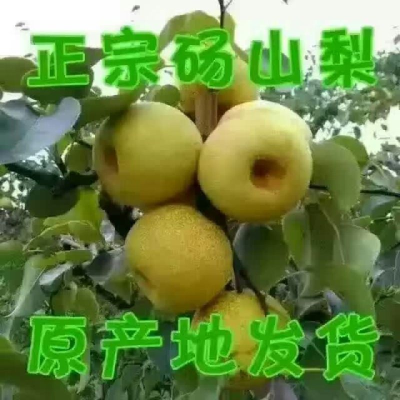 酥梨250~300g光果
