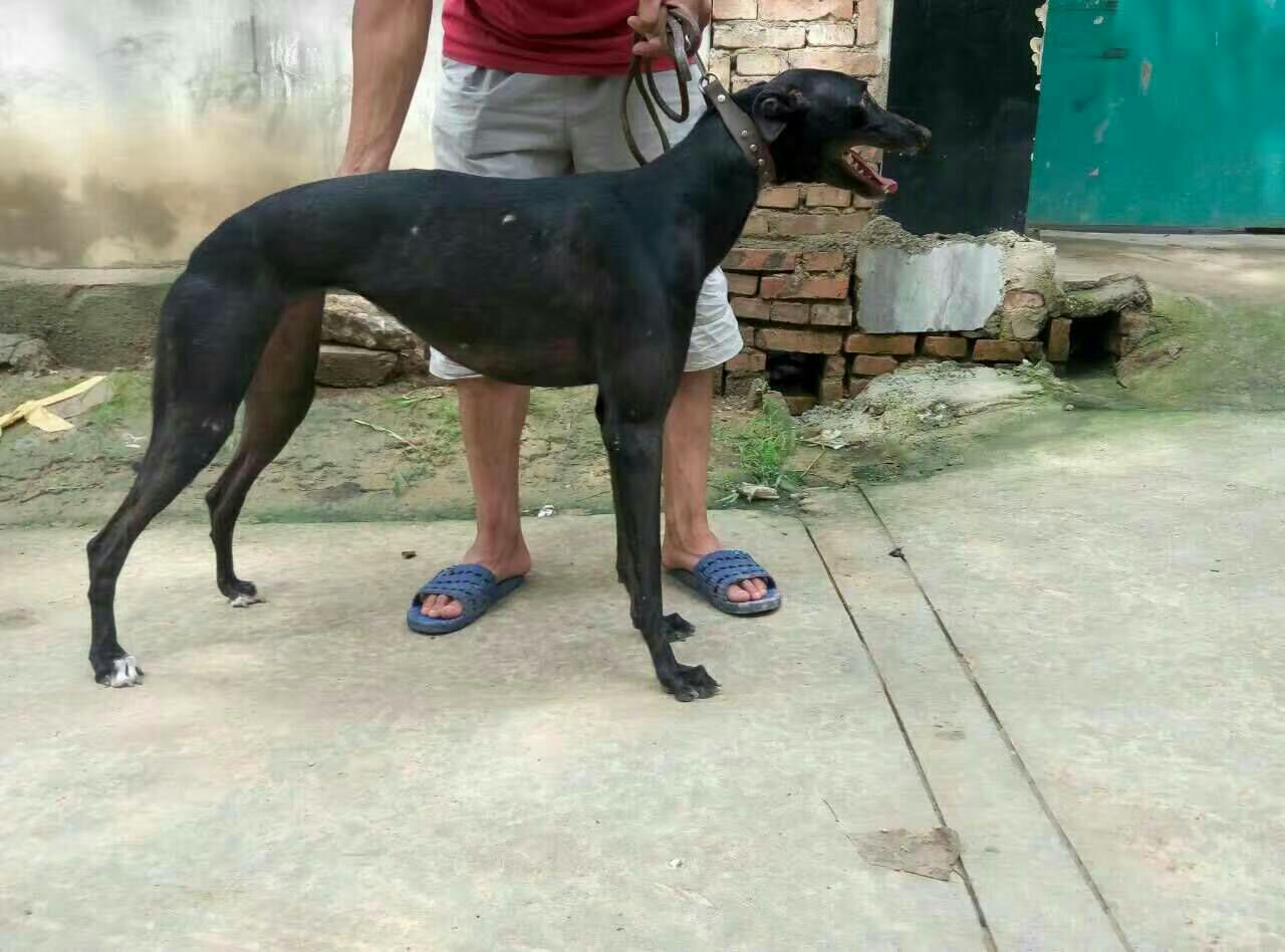 格力犬 母批发_刘金荣供应_一亩田农业网