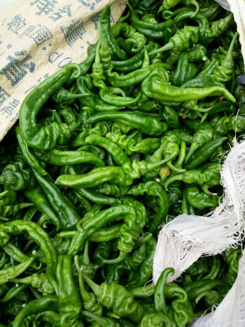 螺丝椒15~20厘米青