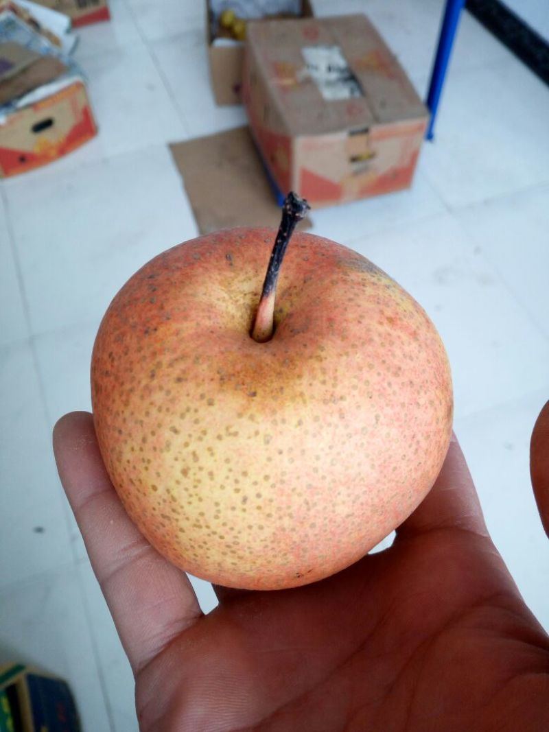 苹果梨200~250g纸箱