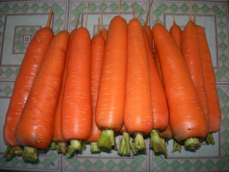 胡萝卜红2两以上10厘米以上水洗
