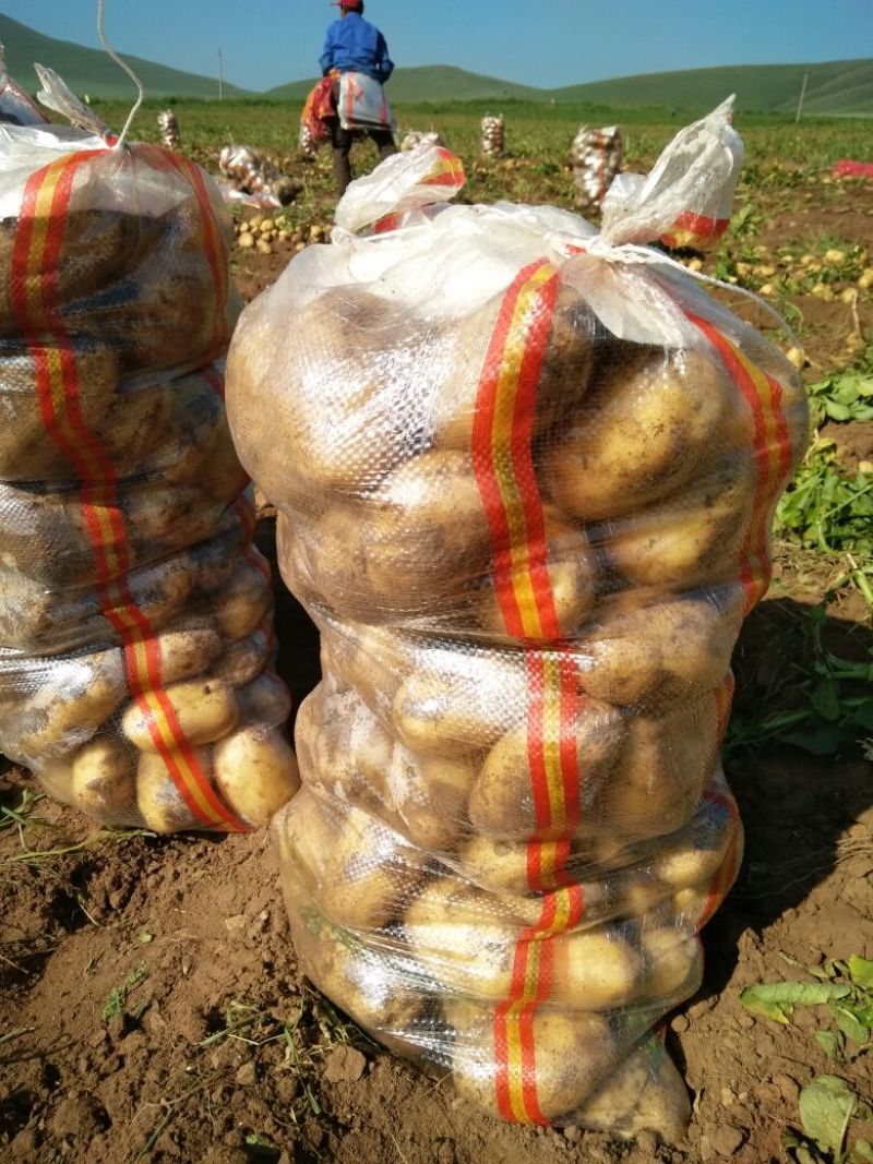 荷兰十五土豆3两以上精品