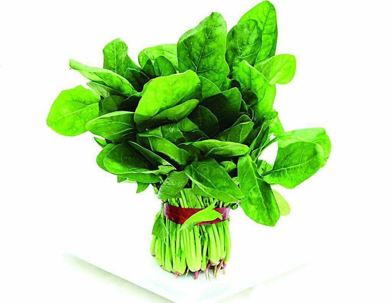 大叶菠菜25~30厘米