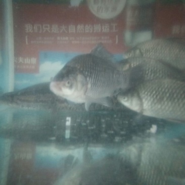 杂交鲫鱼食用