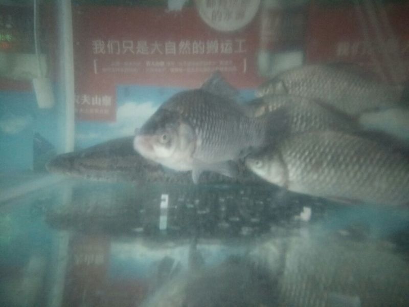 杂交鲫鱼食用