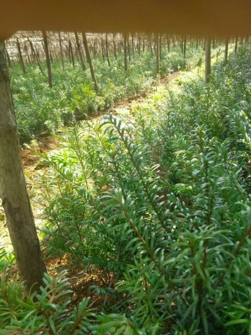 红豆杉各种规格！南方红豆杉高杆红豆杉，盆景红豆杉