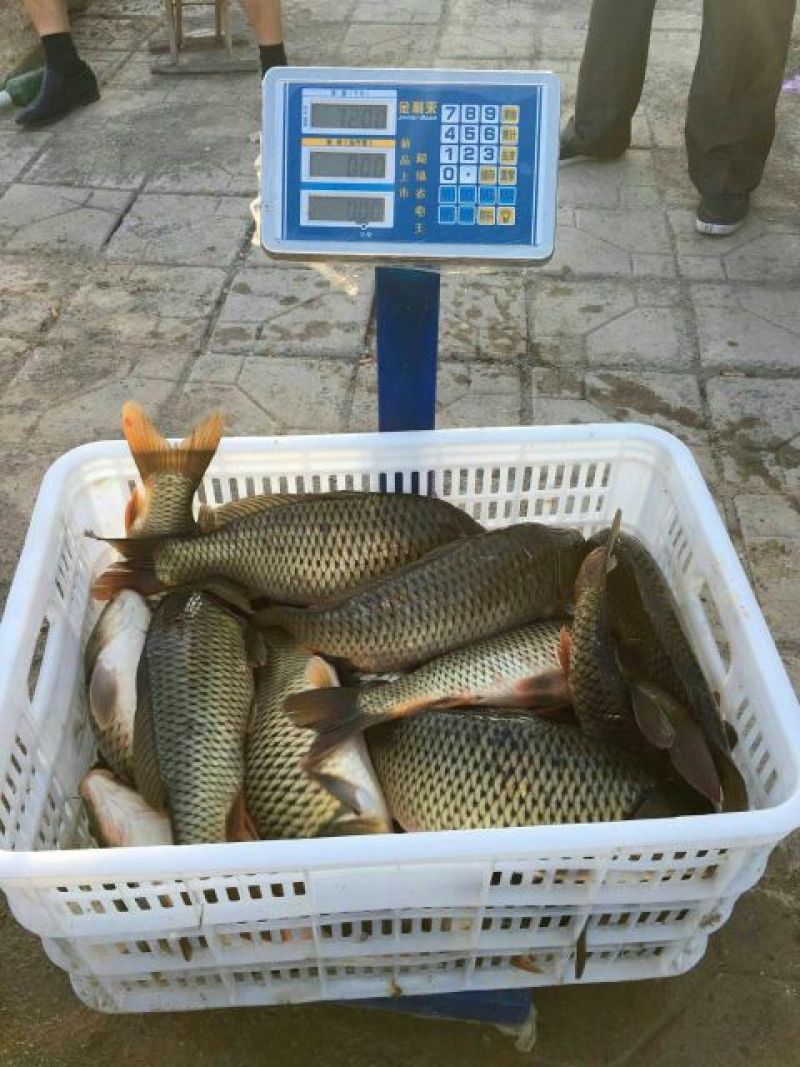 池鲤鱼食用1~2公斤