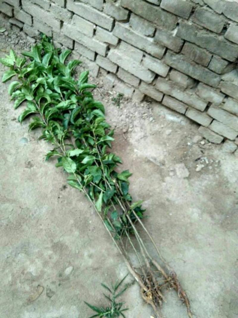 山西杜梨苗0.5cm30~50cm，3公分杜梨树