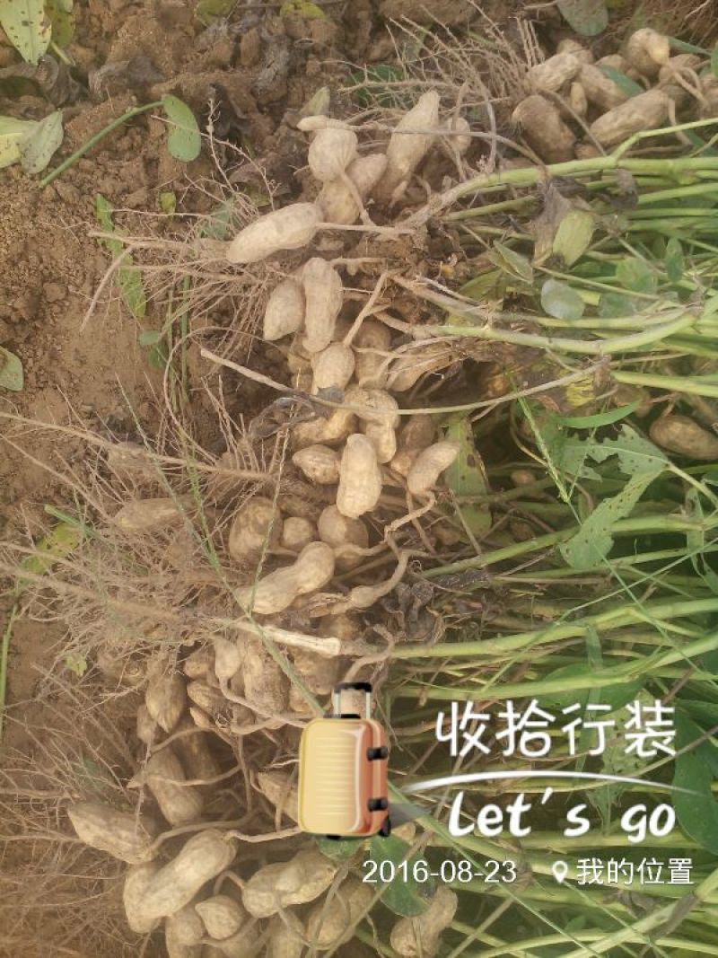 花生鲜货带壳