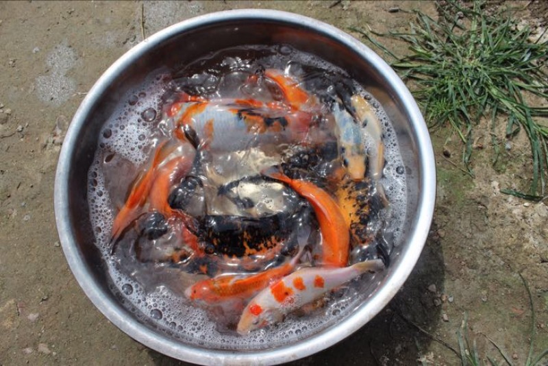 锦鲤