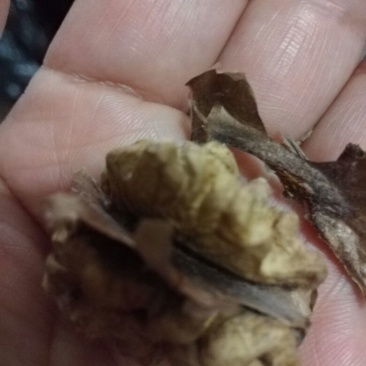 香玲核桃苗150~200cm三年苗