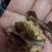 香玲核桃苗150~200cm三年苗