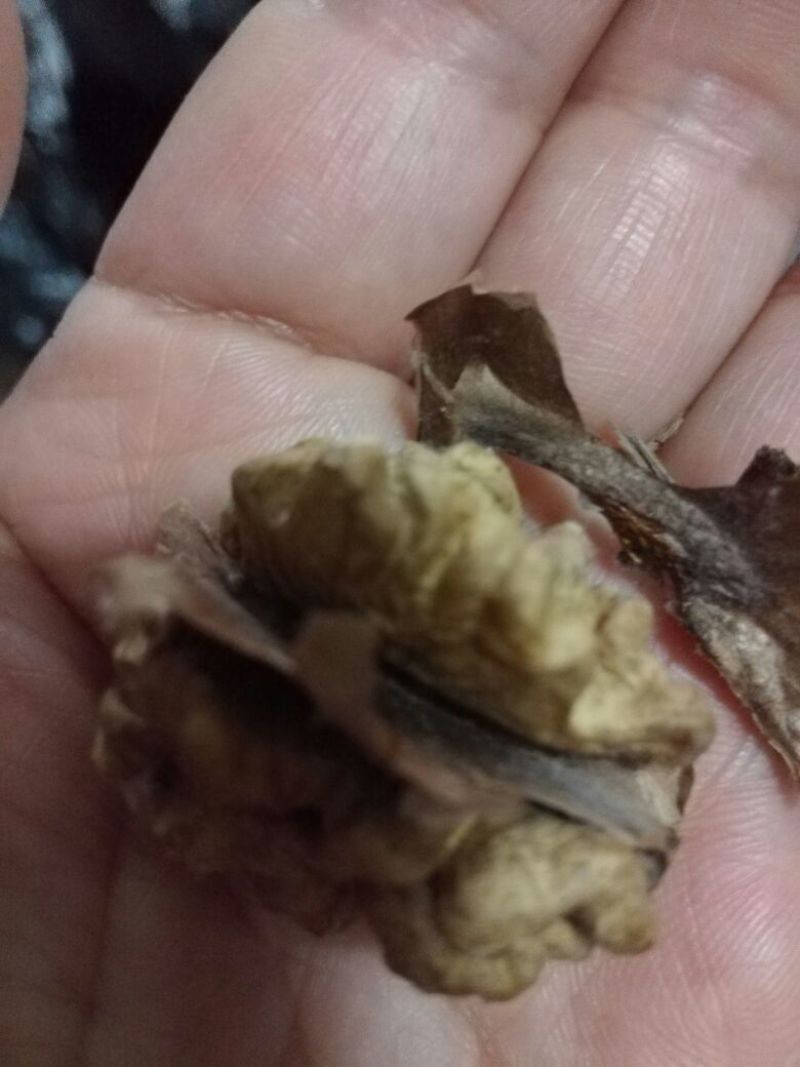 香玲核桃苗150~200cm三年苗