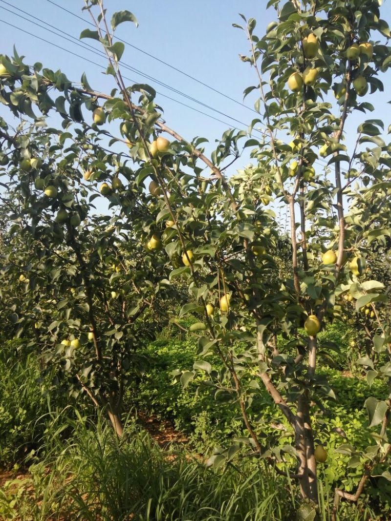 苹果梨60~100g光果