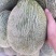 伽师瓜
