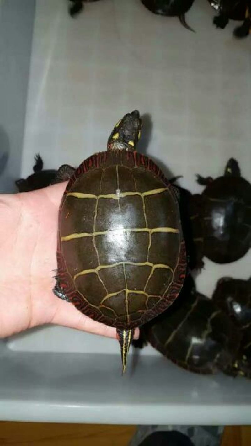 甲鱼苗鱼苗