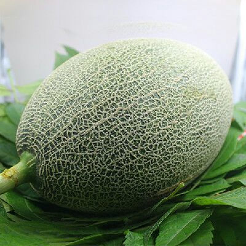 西州蜜瓜5斤以上长圆形