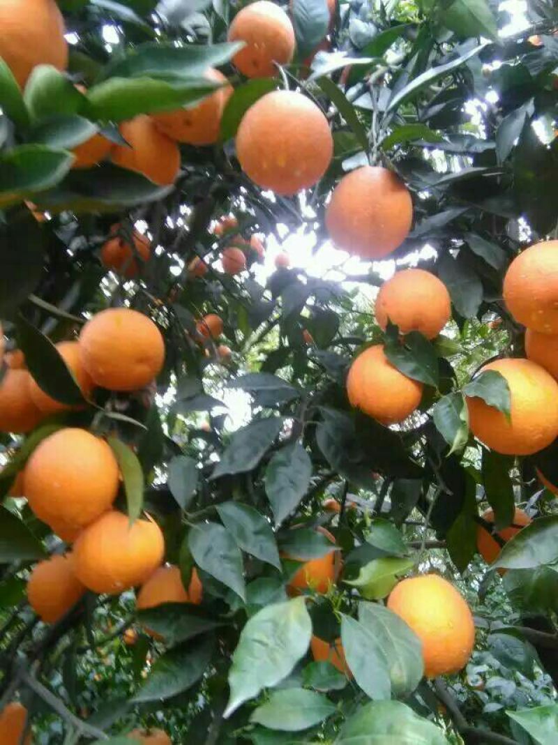夏橙