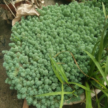 多肉植物带盆栽好