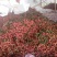 白糖罂荔枝直径2.5cm以上