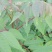 红油香椿树51~80cm