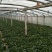 黑叶菠菜10~15厘米