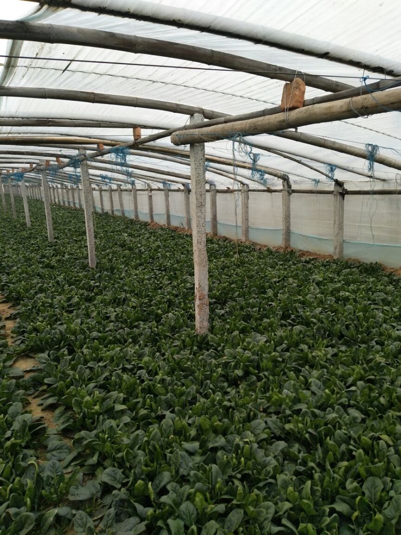 黑叶菠菜10~15厘米