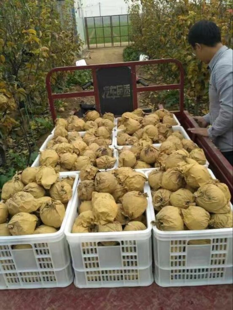 晚秋黄梨