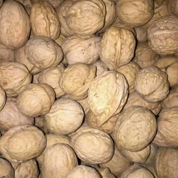 薄皮核桃25mm以下去皮干