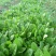 大叶菠菜20~25厘米