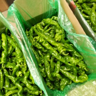 河北唐山螺丝椒15~20厘米青