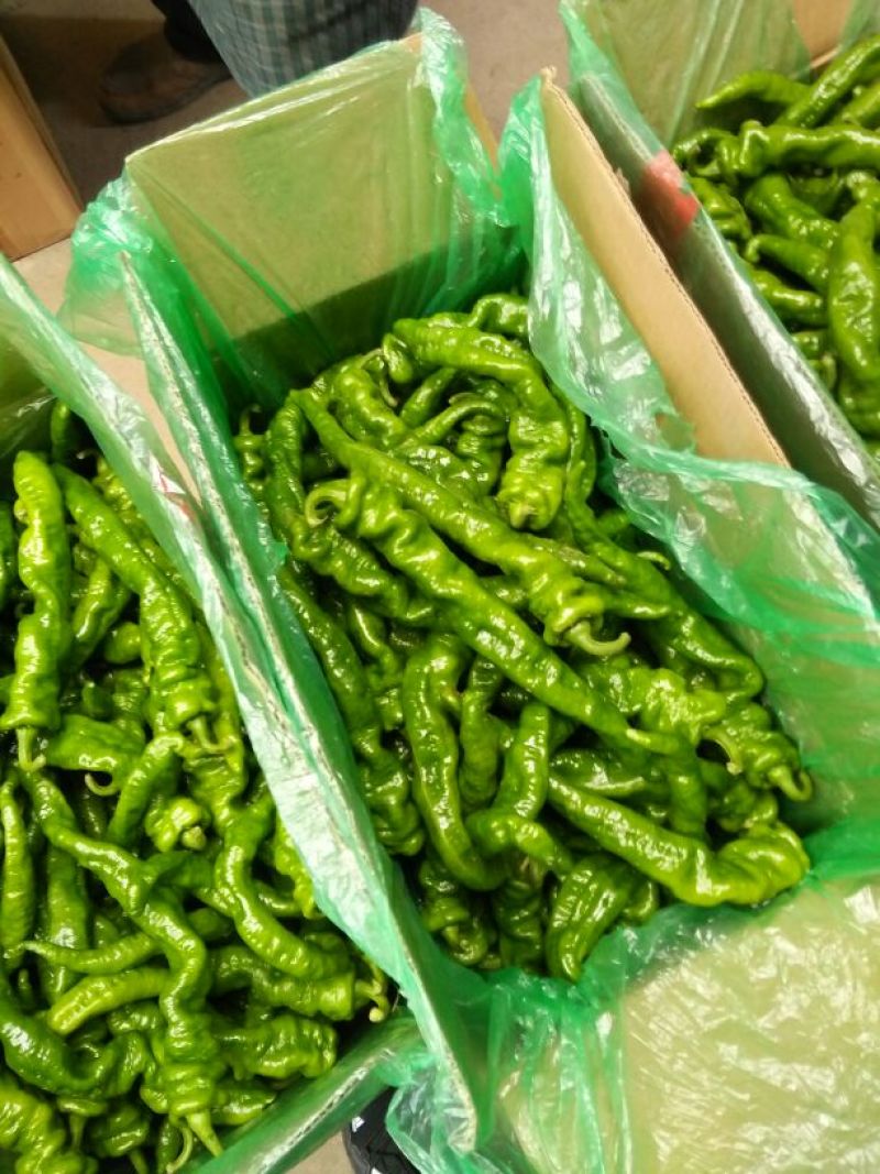 河北唐山螺丝椒15~20厘米青